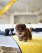 LYON - MALE (PURCHASED by EVI) - Image 2