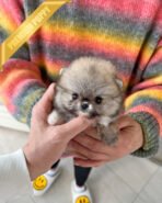 CREAMY - FEMALE (PURCHASED by RITA) - Image 2