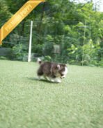 ROXY - FEMALE (PURCHAED by IGNACIO) - Image 6