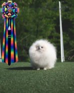 TAYLOR - MALE (PURCHASED by ZONG) - Image 2