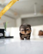 CHLOE - FEMALE (PURCHASED by QUEENIE)