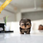 CHLOE - FEMALE (PURCHASED by QUEENIE)