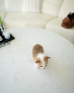 QUEENIE - FEMALE (PURCHASED by JANET) - Image 5