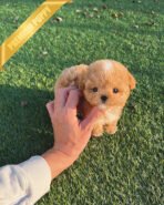 CHANEL - FEMALE (PURCHASED by ANONYMITY)