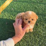 CHANEL - FEMALE (PURCHASED by ANONYMITY)