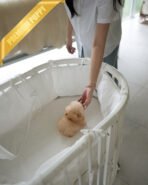 BELLA - FEMALE (PURCHASED by TRENTON) - Image 5