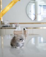 DORAEMON - MALE (PURCHASED by ANONYMITY) - Image 2