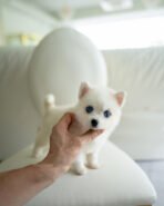 LUCKY - MALE (PURCHASED by ZHEN) - Image 2