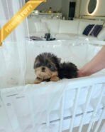 STELLA & COOPER - FEMALE & MALE - Image 5