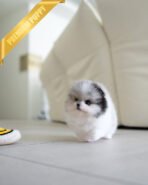 BOO - MALE (PURCHASED by BOO) - Image 3