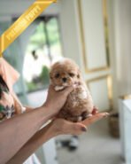 LYRA - FEMALE (PURCHASED by LARISSA) - Image 3