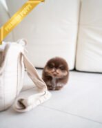 BROWNIE - MALE - Image 5