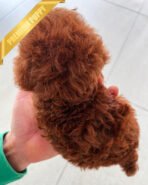 ROSIE - FEMALE (PURCHASED by GERARD) - Image 4