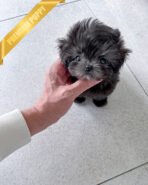 PEBBLES  - FEMALE (PURCHASED by KIM) - Image 2