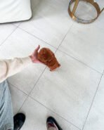 GIGI - FEMALE (PURCHASED by MONICA) - Image 5