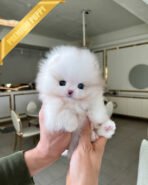 COSMO - MALE (PURCHASED by SINIA)