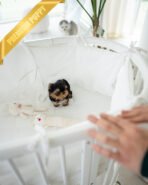 MAGGIE - FEMALE (PURCHASED by ANONYMITY) - Image 3