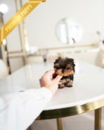 EMMA - FEMALE (PURCHASED by MONICA) - Image 2