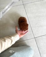 AMELIA - FEMALE (PURCHASED by SHAYLIE) - Image 4