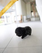 BAILEY - MALE (PURCHASED by FRED) - Image 4