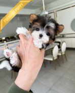 AARON - MALE (PURCHASED by KHOA) - Image 2