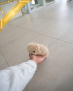 CHLOE - FEMALE (PURCHASED by DAVID) - Image 5