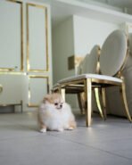 KISSES - FEMALE (PURCHASED by MIA) - Image 3