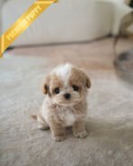 VIVI - FEMALE (PURCHASED by ELINA)