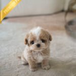 VIVI - FEMALE (PURCHASED by ELINA)