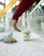 ANDRE - MALE (PURCHASED by GERARD) - Image 2