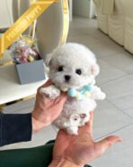 GIGI - FEMALE (PURCHASED by LILIANA) - Image 4