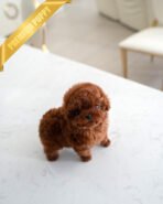 VELVET - FEMALE (PURCHASED by KALEY) - Image 4