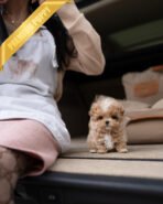 HUGO - MALE (PURCHASED by MARIAM)