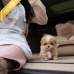 HUGO - MALE (PURCHASED by MARIAM)