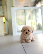 MOCHI - FEMALE (PURCHASED by JE) - Image 3