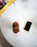 TIPPY - FEMALE (PURCHASED by VIKTOR) - Image 4