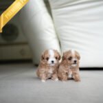 JOSIE & CAMILLE - FEMALE