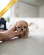 CAMILLE - FEMALE (PURCHASED by KIM) - Image 2