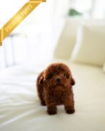 MITCH - MALE (PURCHASED by NOA) - Image 4