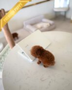 AGATHA - FEMALE (PURCHASED by DILL) - Image 5