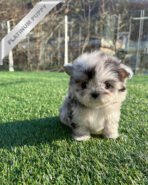 MELINA - FEMALE (PURCHASED by BRYAN)