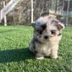 MELINA - FEMALE (PURCHASED by BRYAN)