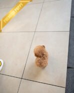 NUGGET - FEMALE (PURCHASED by JENNIFER) - Image 7