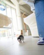 NANA - FEMALE (PURCHASED by FATIMA) - Image 3