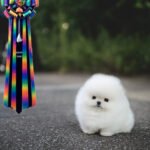 ASPEN - MALE (PURCHASED by LOUBABA)