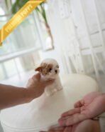 BAMBI - FEMALE (PURCHASED by RT) - Image 7