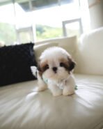 TOBY - MALE (PURCHASED by SWAN) - Image 2