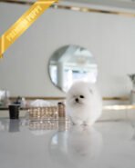 PUFF - FEMALE (PURCHASED by ANONYMITY) - Image 3