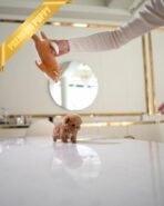 BISCUIT - MALE (PURCHASED by DUNG) - Image 5