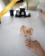 MELINA - FEMALE (PURCHASED by ANT) - Image 4